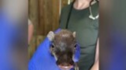 Trei pui de facocer s-au născut la o grădină zoologică din Florida