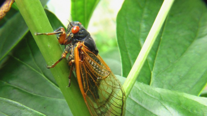 Insectele gălăgioase care au invadat orașele. Sunt un pericol pentru sănătatea ta?