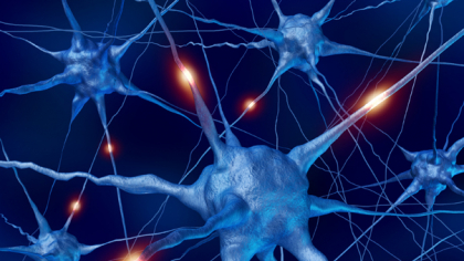 Creierul uman adult este capabil să producă noi neuroni? Un noua studiu ar putea pune capăt unei controverse în domeniul neuroștiințelor