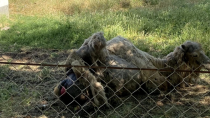 Un ONG a sesizat autoritățile după ce au apărut imagini cu o cămilă aflată „în agonie”, la Grădina Zoologică din Bârlad