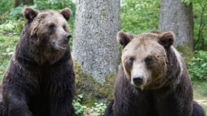 Urs în apropiere de Târgoviște. Populația a fost avertizată prin mesaj RO-ALERT