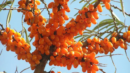 Fructul produs în România care se vinde din abundență în Europa. Este plin de savoare și sănătate și are mare cerere chiar și în Dubai