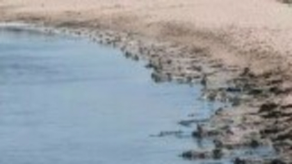 Miros insuportabil în Mamaia. Alge putrezite se întind pe sute de metri. Oamenii intră cu greu în apă