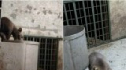 Primele imagini cu puiul ursoacei împușcate, în noul lui cămin: „După 7 zile de frică, strigând după mama lui ucisă” | FOTO