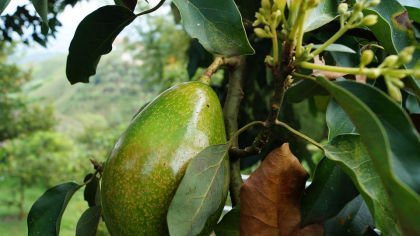 Avocado ar putea fi cheia unui somn mai odihnitor. Nutriția devine aliatul perfect în lupta cu nopțile agitate