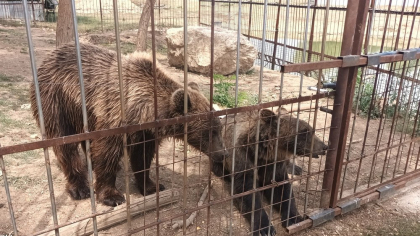 Grădină zoologică ilegală, descoperită în Dâmbovița. Animalele erau ținute în cuști, iar taxa de intrare era de 50 de lei