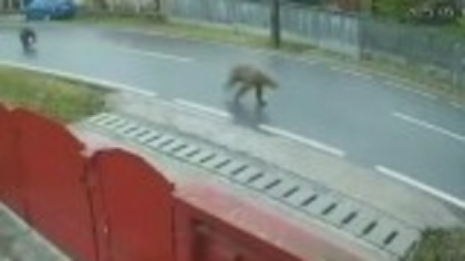 Ursoaică cu doi pui, surprinsă la plimbare pe o stradă principală din Ungheni, la oră de vârf. Sfaturile autorităților
