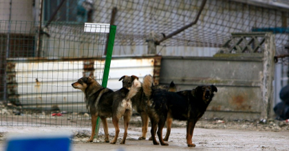 Copil de 3 ani, atacat de o haită de câini în Galați. Medicii se tem că își va pierde un ochi