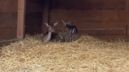 Primii pași nesiguri ai unui pui de cerb lopătar la Zoo Târgu Mureș. De ce este blana pătată necesară supraviețuirii VIDEO