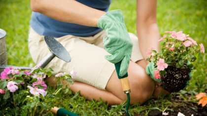 Florile pe care să nu le plantezi niciodată împreună. Vei avea o grădină cu aspect total neplăcut