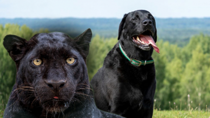 Pantera neagră din Bulgaria ar fi, de fapt, un… câine. Ce spun experiții bulgari despre urmele lăsate de animalul misterios