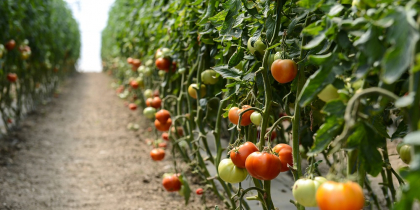 Ministerul Agriculturii pregătește plata ajutorului de minimis pentru producători. Legumicultorii primesc 1.500 de euro/1.000 mp