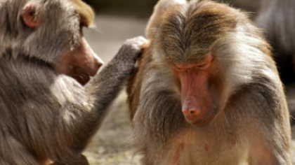 AI-ul ne va ajuta să „vorbim” cu animalele? Descoperiri uimitoare din junglă