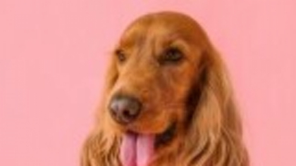 Cocker Spaniel - tot ce trebuie să știi despre această rasă prietenoasă și jucăușă
