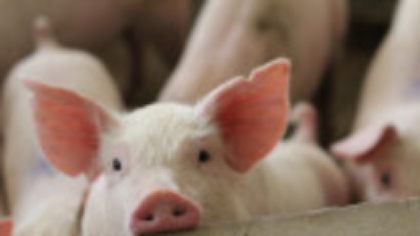 Un bărbat din China a trăit 38 de zile cu un ficat de porc modificat genetic. A murit după ce medicii l-au îndepărtat