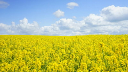 Temperaturi scăzute la sfârșit de primăvară. Prognoza meteo pe următoarele săptămâni