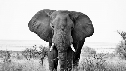 Viața și moartea solitară a singurului elefant african din Delhi