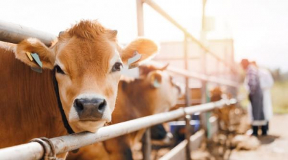 Cum contribuie rasa Jersey la diversificarea ofertei de produse lactate artizanale