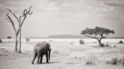 Singurul elefant african din Delhi a stat izolat 24 de ani, până la ultima suflare. Nu l-a acceptat nimeni după ce i-a murit prietenul