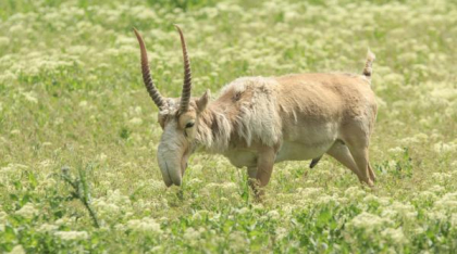 Kazahstanul donează Chinei 1.500 de antilope saiga, animale preistorice cu aspect unic, salvate de la extincţie