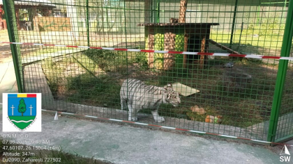 Animal hibrid extrem de rar, crescut fără autorizații în județul Suceava