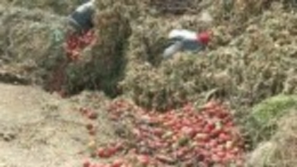 Tone de legume sunt aruncate în Tecuci la groapa de gunoi. Fermierii spun că nu au timp să doneze