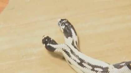 Un șarpe cu două capete a devenit atracția principală a unui magazin de animale exotice din California