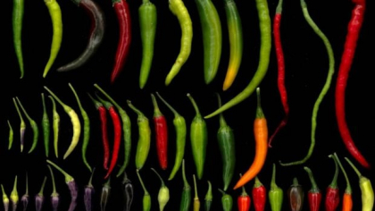 Un ardei foarte iute, creat la Buzău, a înregistrat valori extreme pe scara Scoville