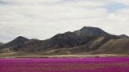 Spectacol rar în deșertul Atacama. Peste 200 de specii de plante au acoperit solul arid
