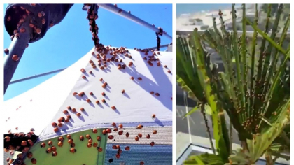 Gărgărițele au invadat plajele din Mamaia, spre disperarea turiștilor. Ce spun biologii