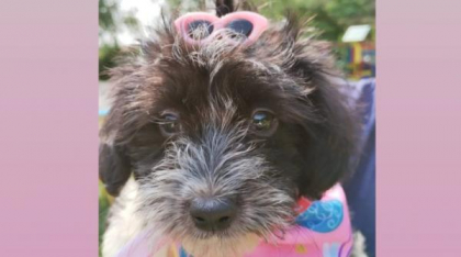 Protecția Animalelor organizează un nou târg de adopții, sâmbătă, în Parcul "Regele Mihai I"