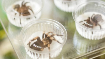 Aproximativ 1.500 de tarantule au fost găsite ascunse în cutii de prăjituri pe un aeroport din Germania