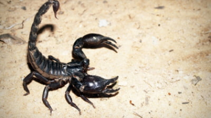 Țara în care marile orașe au fost invadate de scorpioni. Peste un milion de înțepături au fost înregistrate în mai puțin de zece ani