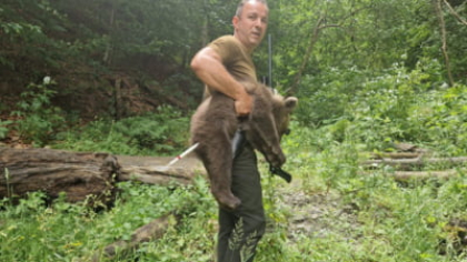 A fost găsit un pui de urs rămas orfan în urma incidentului tragic din zona Transfăgărășanului. „Căutările continuă pentru salvarea celorlalți doi”