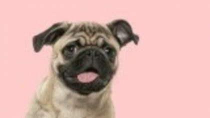 Totul despre rasa Mops. Ce nevoi au câinii Pug și cum se dresează