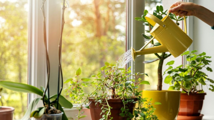 Planta care calmează mai bine decât un terapeut. Pune-o în dormitor și vei dormi ca un bebeluș
