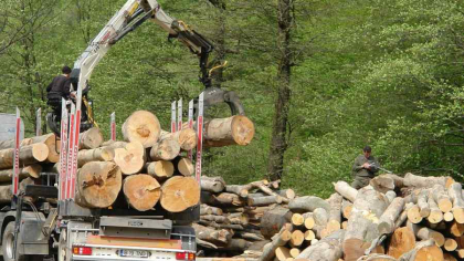 Județul ”fruntaș„ la confiscarea de material lemnos