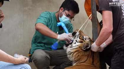 Doctorii de sălbăticiuni fac minuni! Cum tratează medicii veterinari din Thailanda animalele junglei