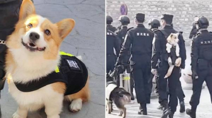 Primul câine polițist corgi din China face senzație după ce a furat un cârnat de la o fetiță