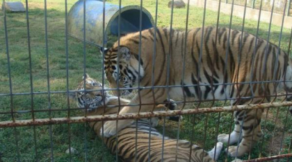 Se închide Grădina Zoologică București din cauza pagubelor cauzate de vremea severă