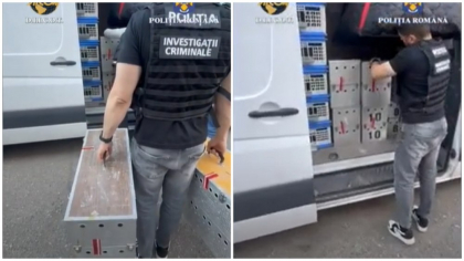 Zeci de porumbei valoroși de concurs, furați din Belgia, au fost găsiți în Mehedinți. Prejudiciul este estimat la 2,2 milioane de euro