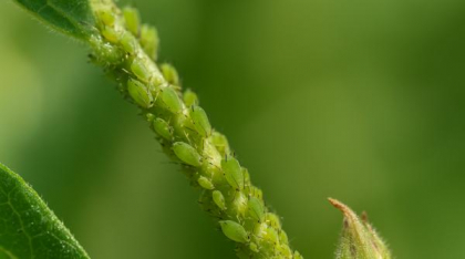 Grădina ta este invadată de afide? Aceste trucuri naturale fac minuni împotriva dăunătorilor