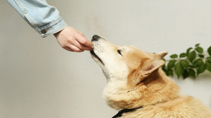 Hrană uscată sau umedă pentru câini și cum alegi alimentația corectă pentru animalul tău de companie