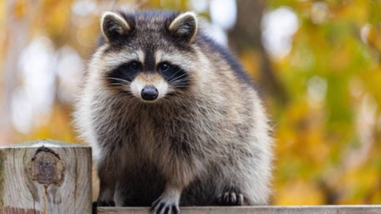 Ratonii amenință biodiversitatea Europei. Cercetătorii germani cer măsuri urgente