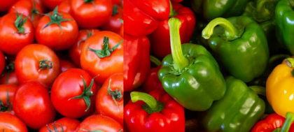 Așa își salvează culturile de ardei și roșii! Trucurile simple folosite de marii agricultori pe timp de caniculă
