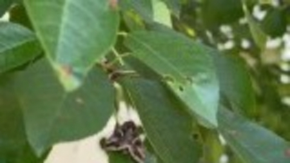 „Explozie” de insecte în mai multe orașe din țară și în Capitală. Biologii au explicat ce a provocat fenomenul