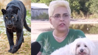 Localnicii din Giurgiu, terifiați de pantera bulgarilor: „Am zis că este satana”