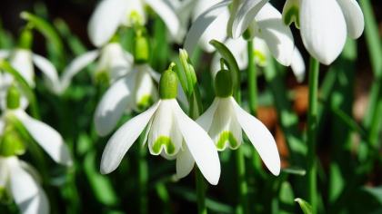 Ce trebuie să pui la rădăcina ghioceilor din grădină, în octombrie, pentru a face zeci de flori primăvara următoare. Secretul bine păstrat doar de florarii cu experiență.