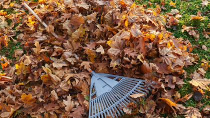 De ce nu este bine să strângi frunzele din curte toamna. Mulţi le aruncă, dar e greşit. Au efecte nebănuite pentru grădina ta