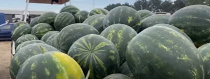 Producția de pepeni a fost afectată de vremea extremă. Ce îi nemulțumește pe fermieri